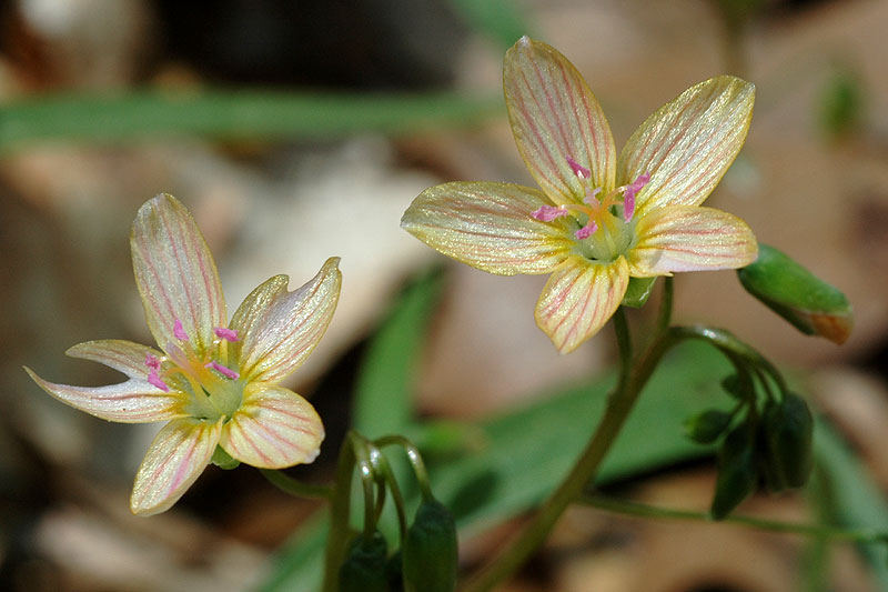 Claytonia virginica var. virginica