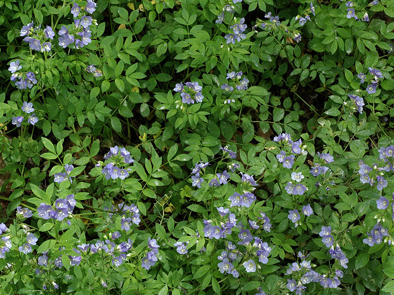 Polemonium reptans var. reptans