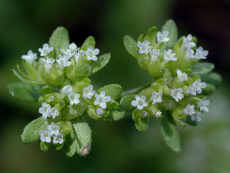 European Cornsalad