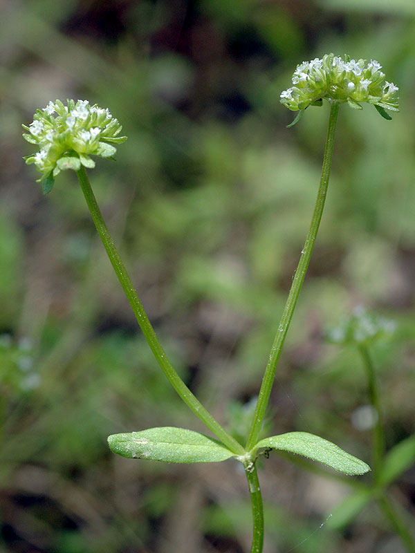 Valerianella locusta