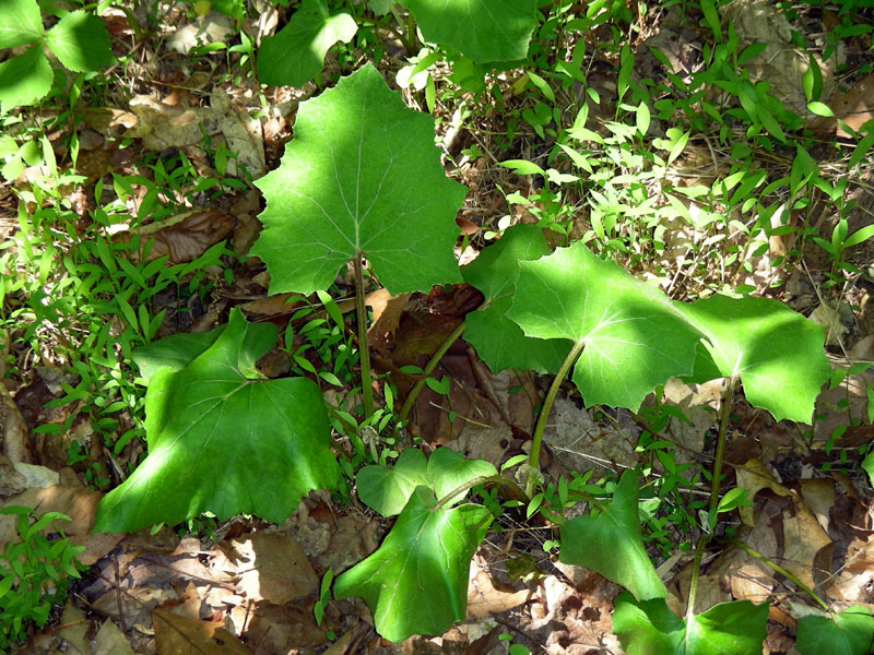 Tussilago farfara