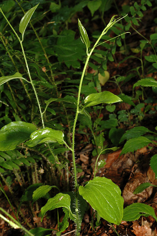 Smilax hispida