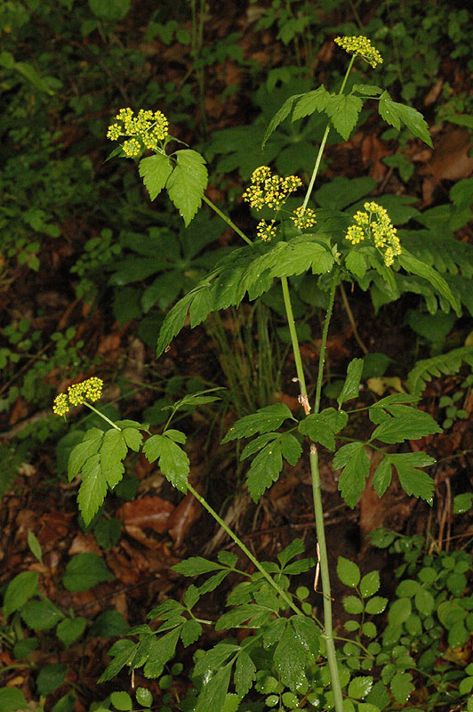 Thaspium barbinode