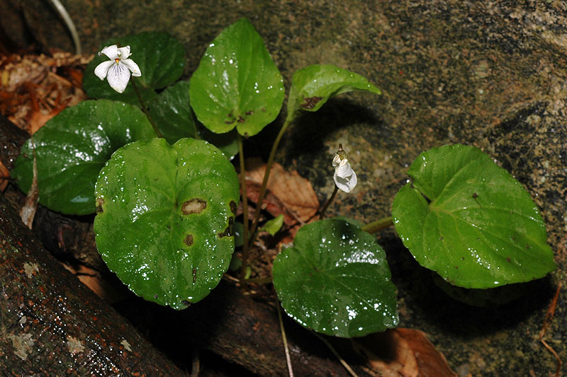 Sweet White Violet