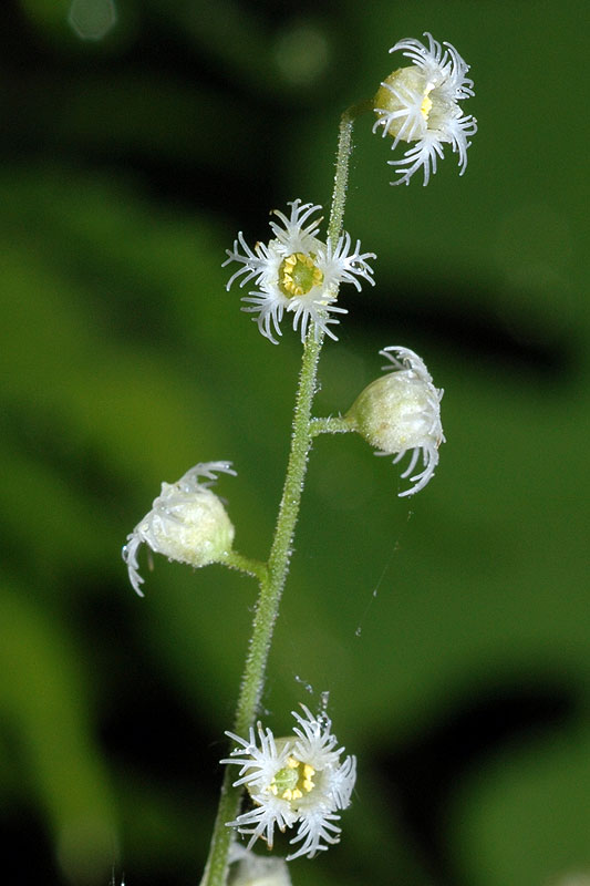 Two-leaf Bishop's-cap