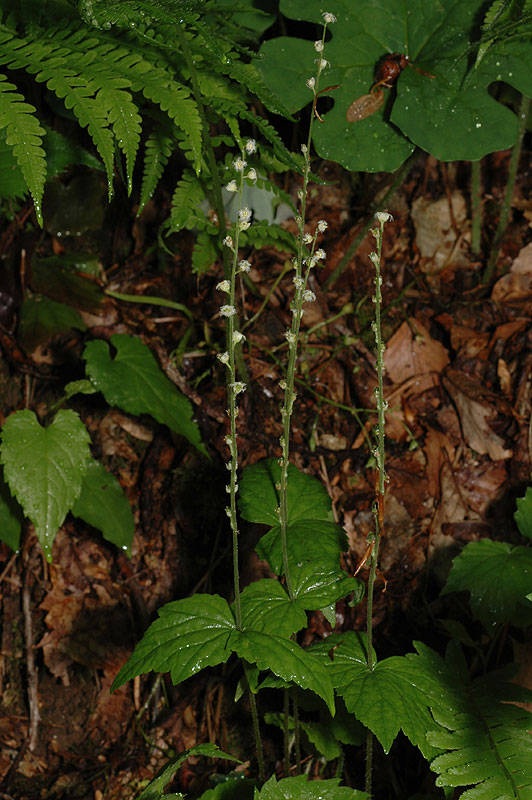 Mitella diphylla