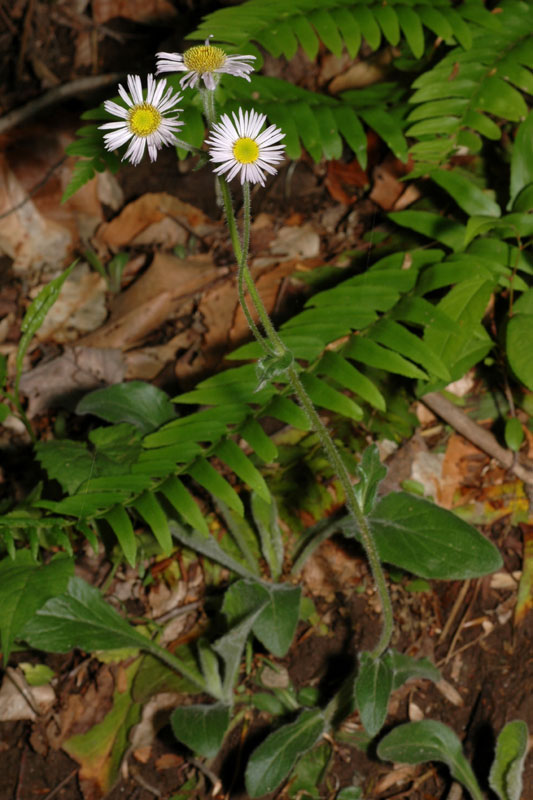 Erigeron pulchellus var. pulchellus