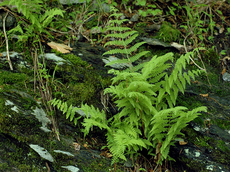 Dennstaedtia punctilobula