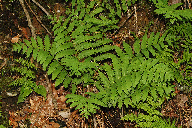 Osmunda claytoniana var. claytoniana