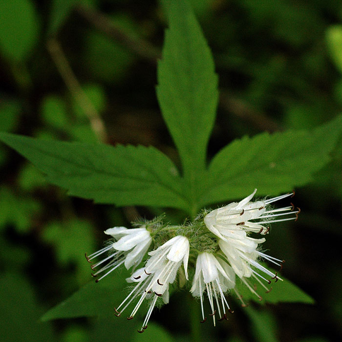 Hydrophyllum virginianum