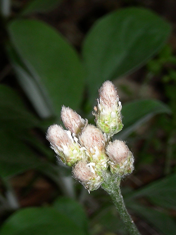 Hairy Big-leaf Pussytoes