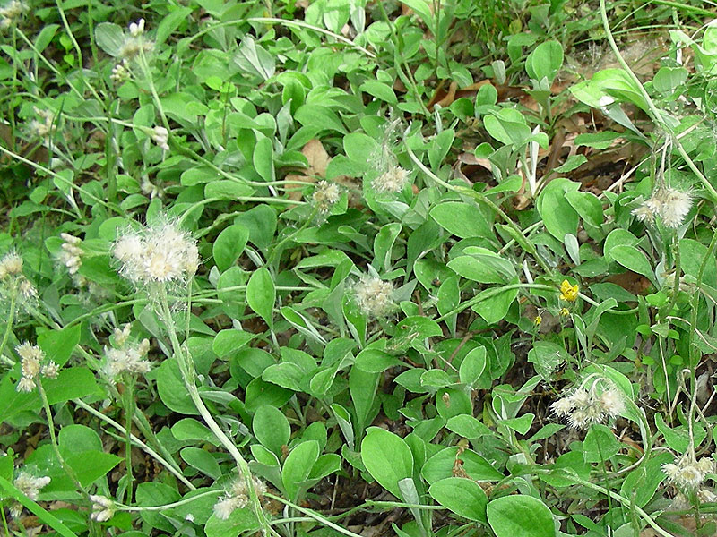 Hairy Big-leaf Pussytoes