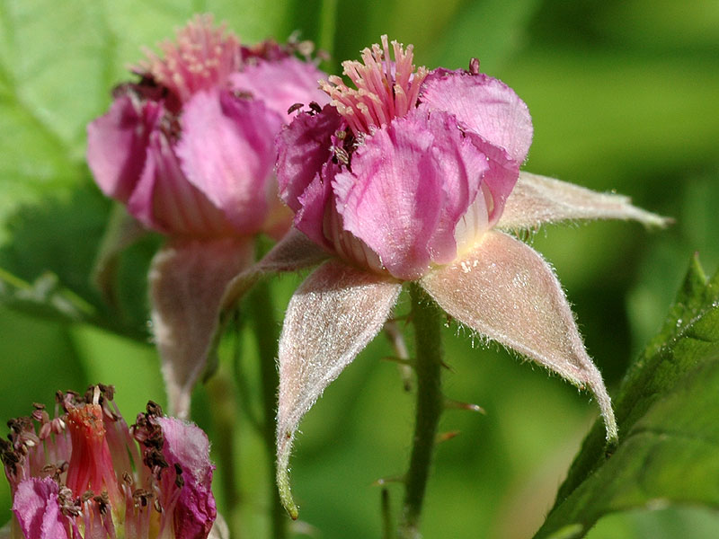 Rubus parvifolius