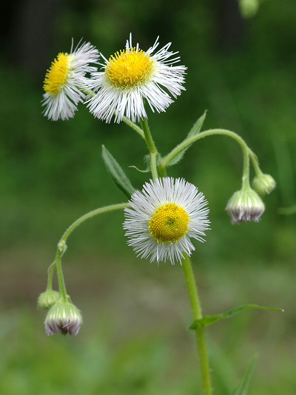 Erigeron philadelphicus