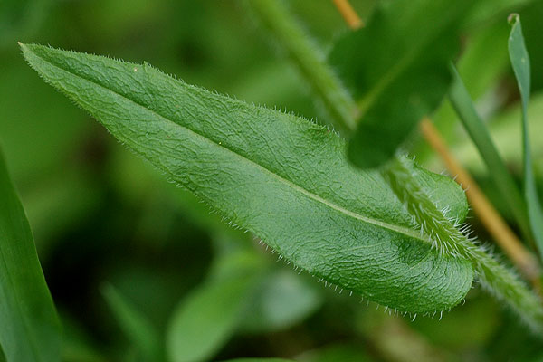 Philadelphia Fleabane