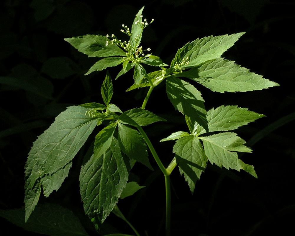 Canada Honewort