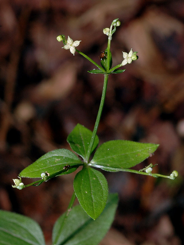 Galium circaezans var. circaezans