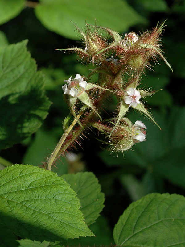 Rubus phoenicolasius