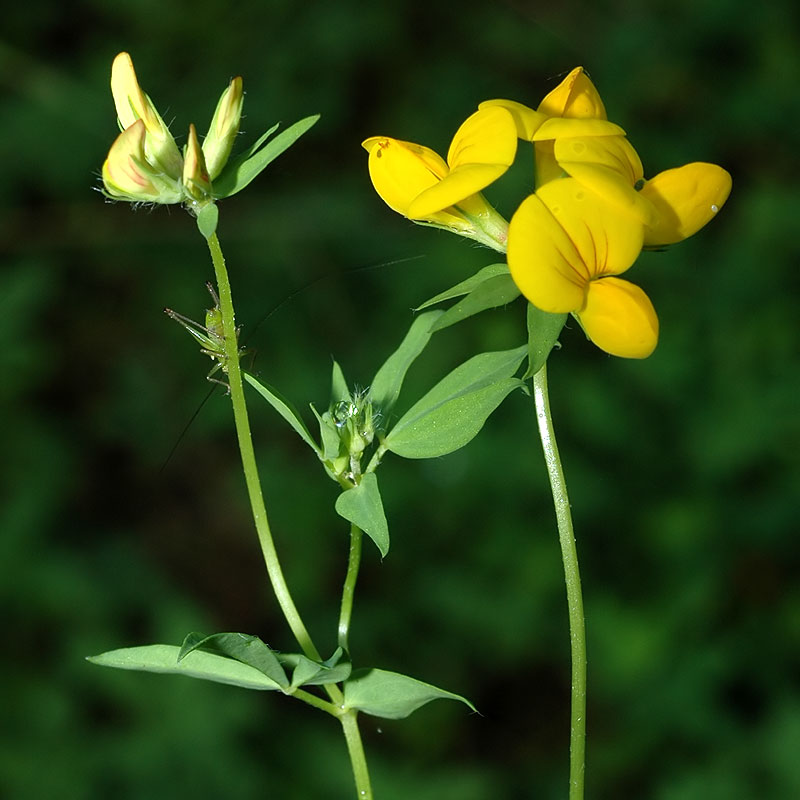 Lotus corniculatus