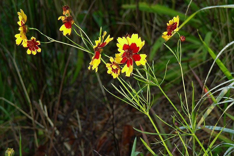 Coreopsis tinctoria var. tinctoria