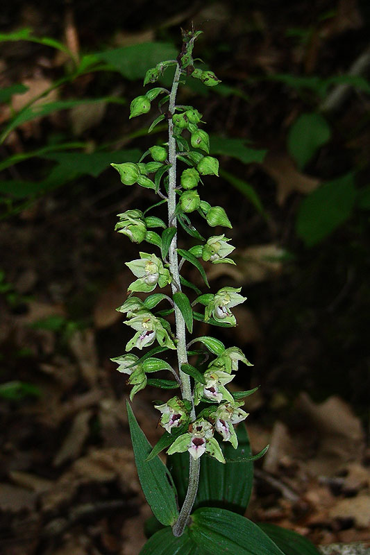 Broad-leaved Helleborine