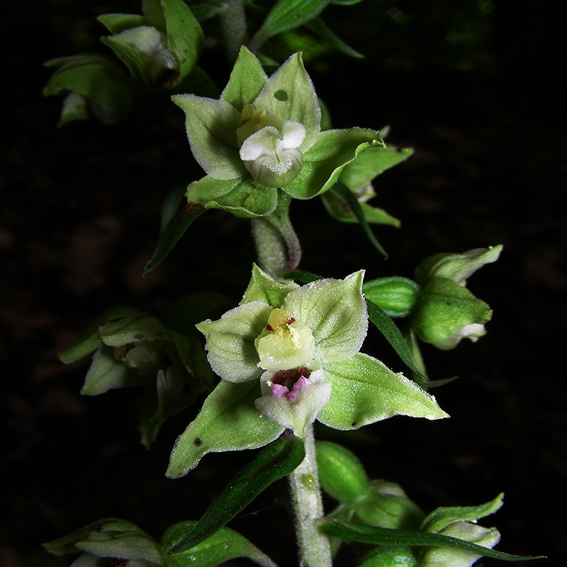 Broad-leaved Helleborine