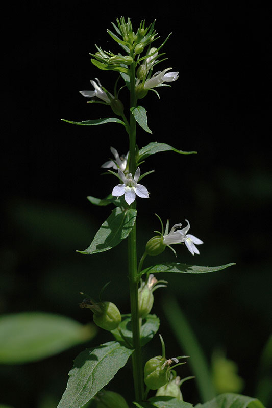 Inflated Lobelia