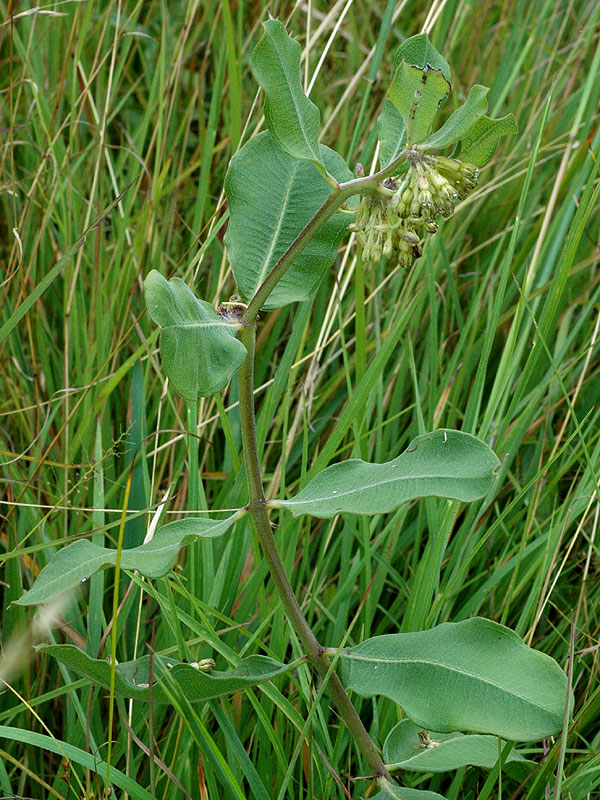 Green Milkweed