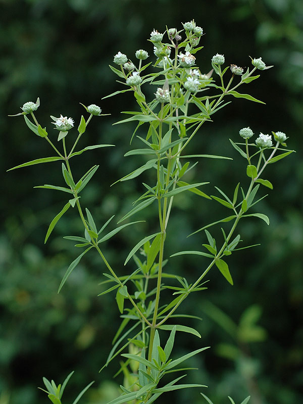 Virginia Mountain-mint