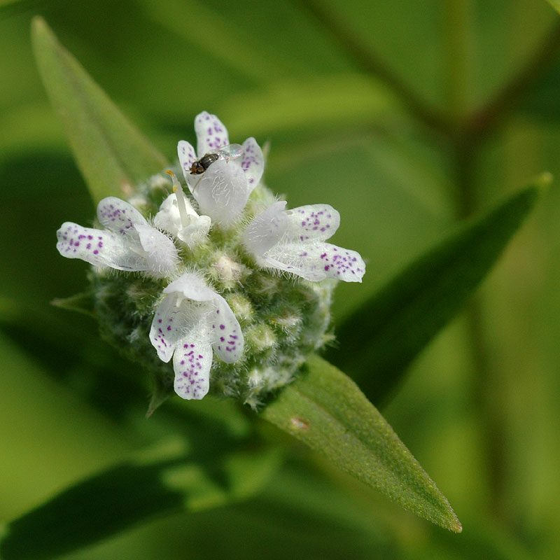 Virginia Mountain-mint