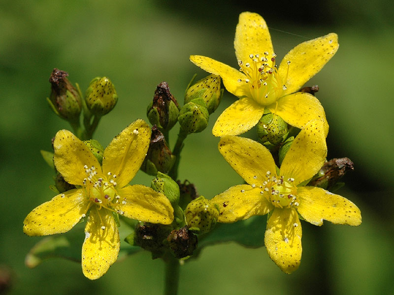 Dotted St. Johnswort