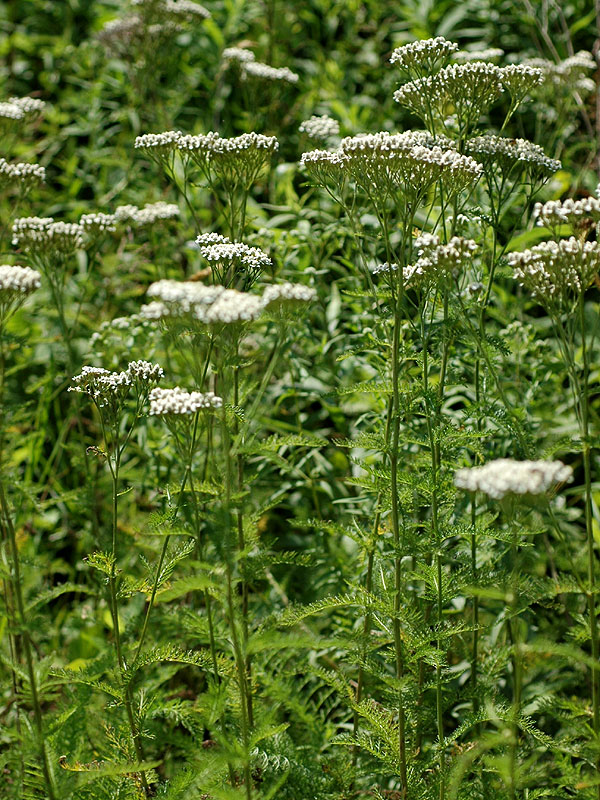 Achillea millefolium