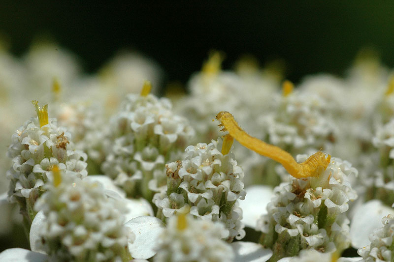 Achillea millefolium