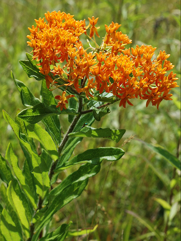 Asclepias tuberosa var. tuberosa