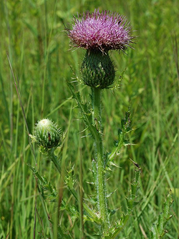 Pasture Thistle