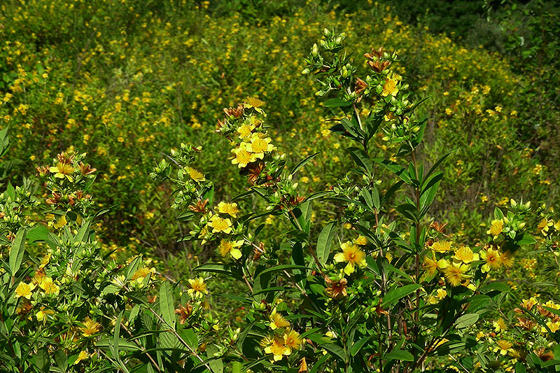 Hypericum prolificum