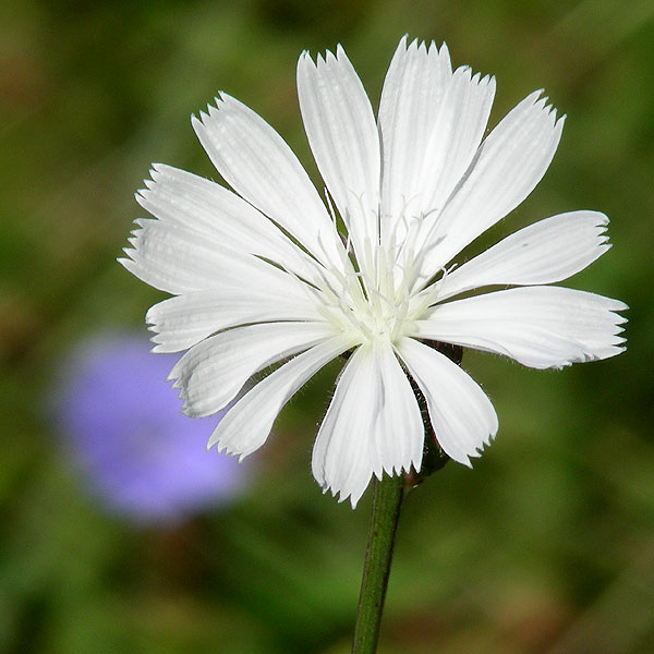 Cichorium intybus