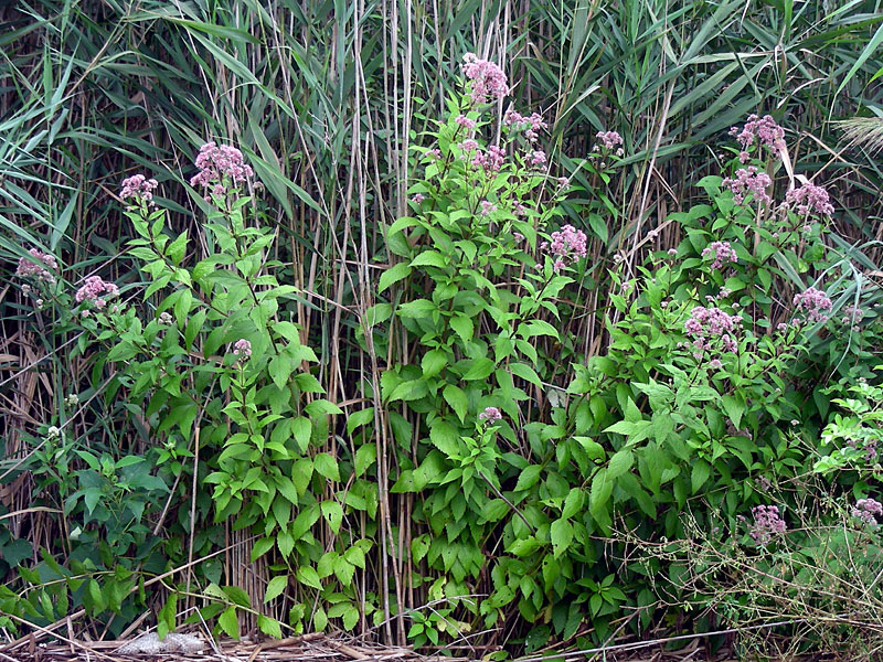 Three-nerved Joe-pye-weed