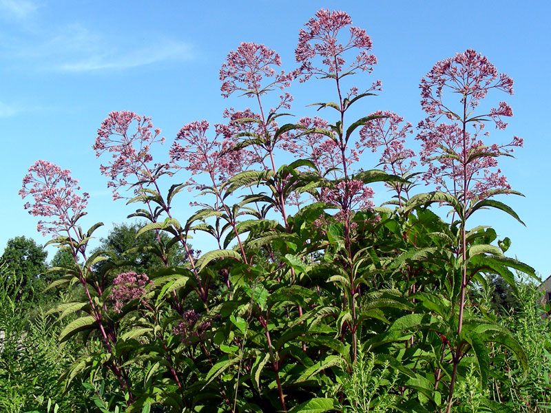 Eutrochium fistulosum