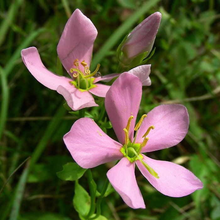 Sabatia angularis