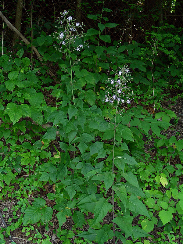 Lactuca floridana