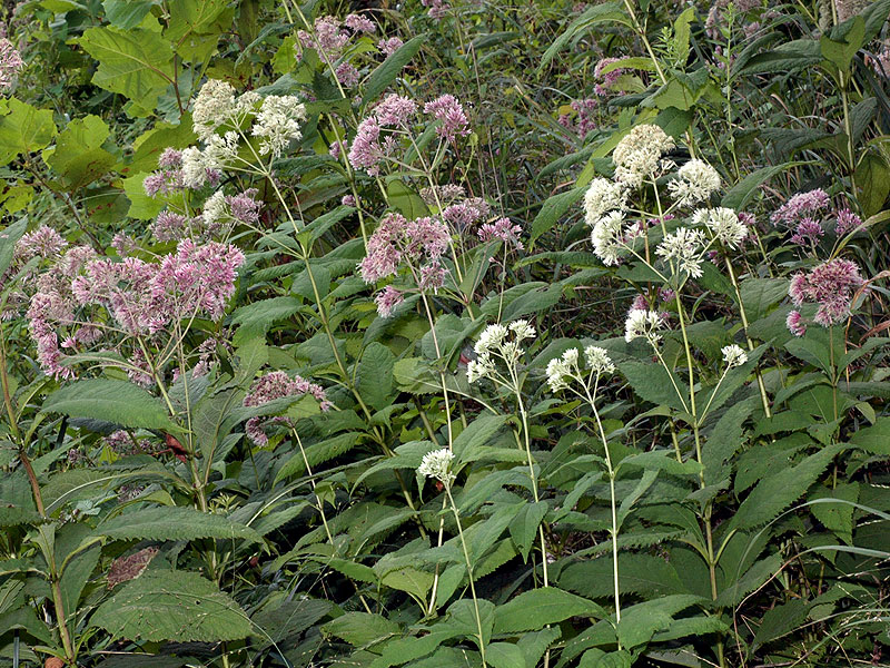 Purple-node Joe-pye-weed