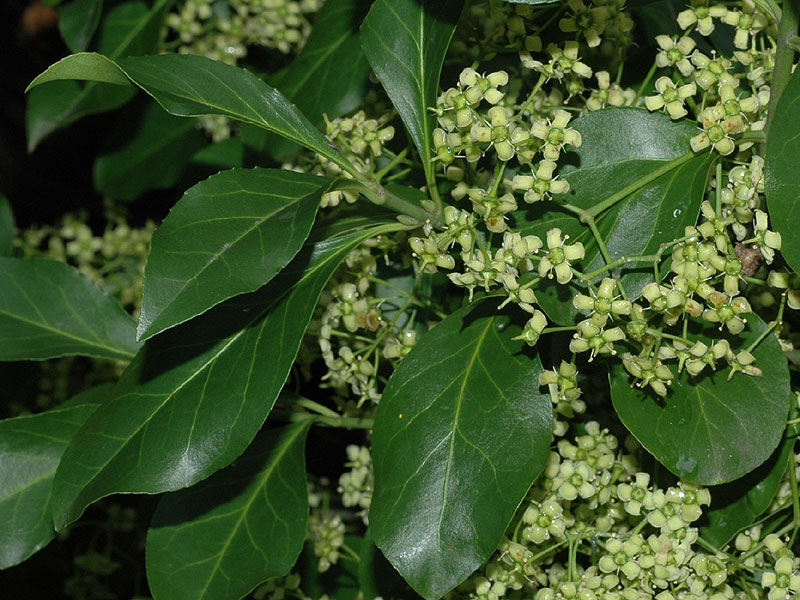 Euonymus fortunei