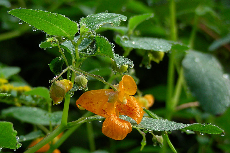 Impatiens capensis