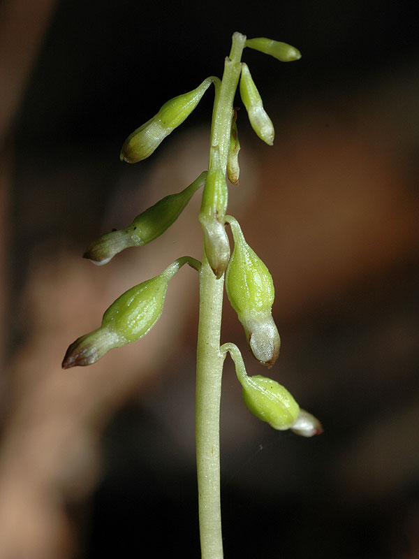 Autumn Coralroot