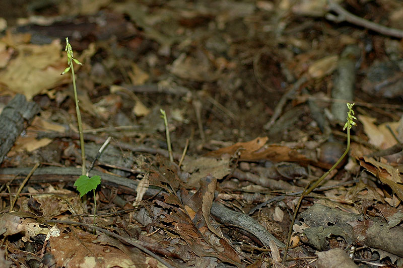 Autumn Coralroot