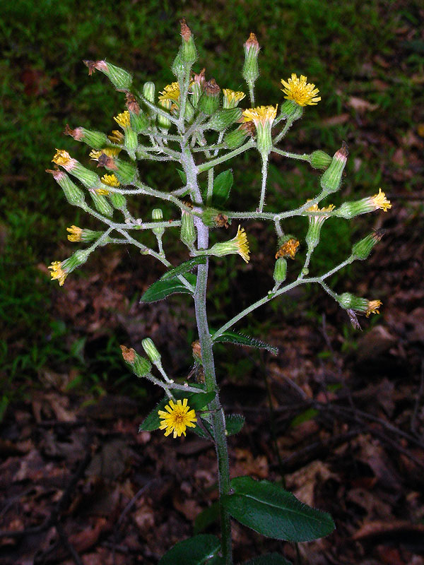 Hieracium scabrum