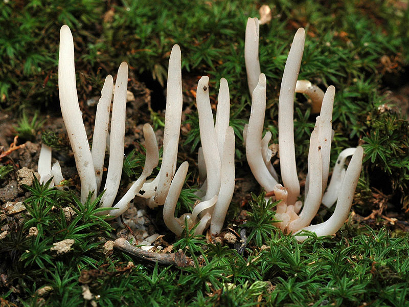 Clavaria vermicularis (?)