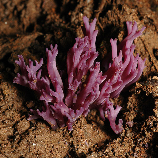 Clavulina amethystine