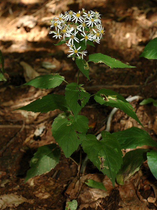 White Wood Aster